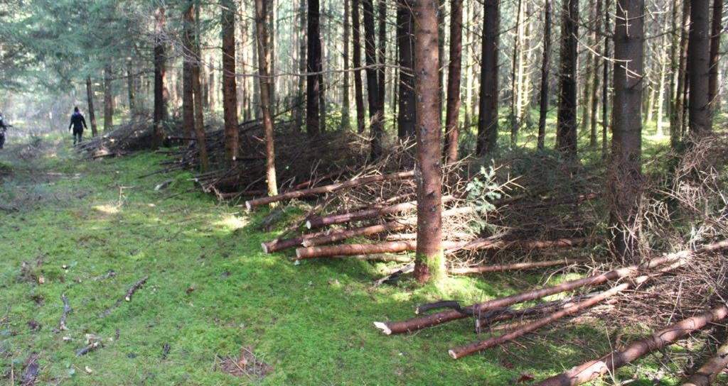 Unterstützung bei Waldarbeiten